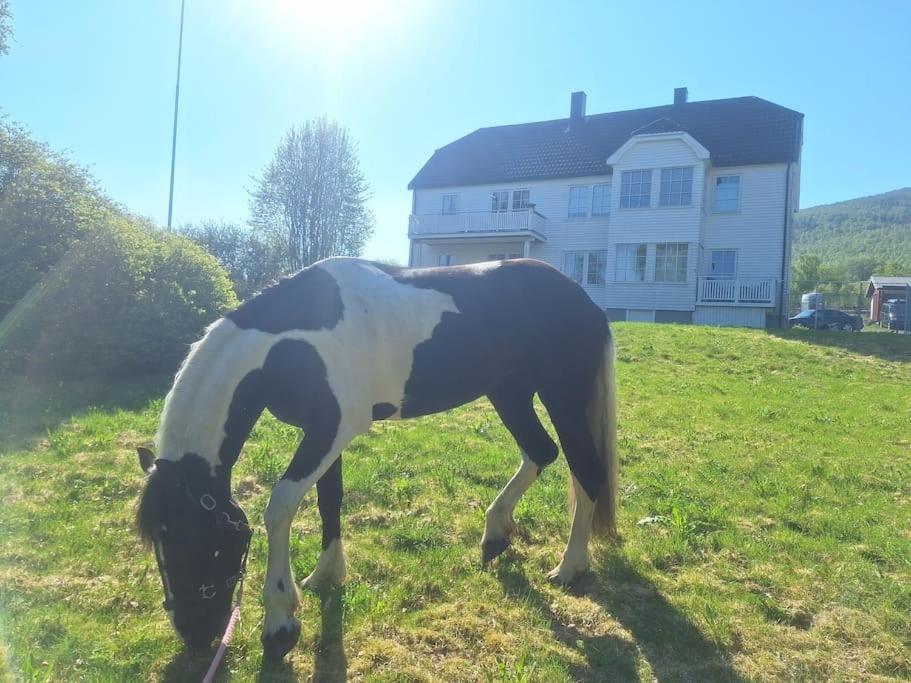 Privat Leilighet Pa Gard Med Badstue Og Nordlys 纳尔维克 外观 照片