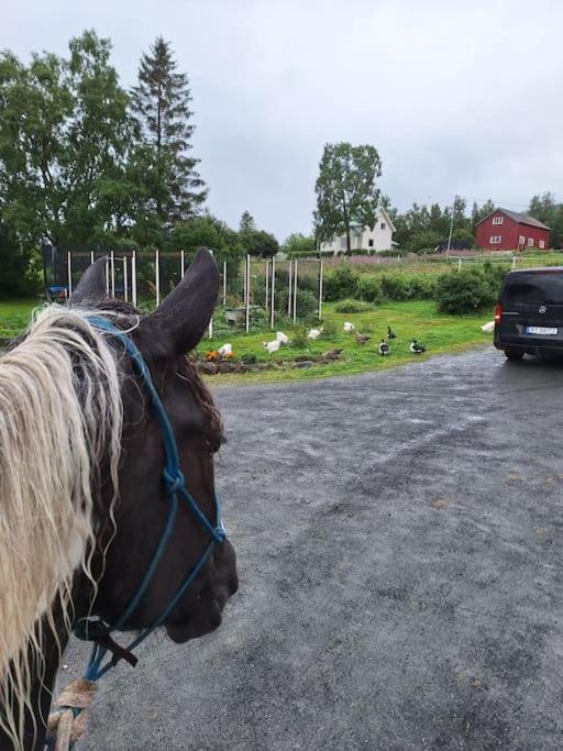 Privat Leilighet Pa Gard Med Badstue Og Nordlys 纳尔维克 外观 照片