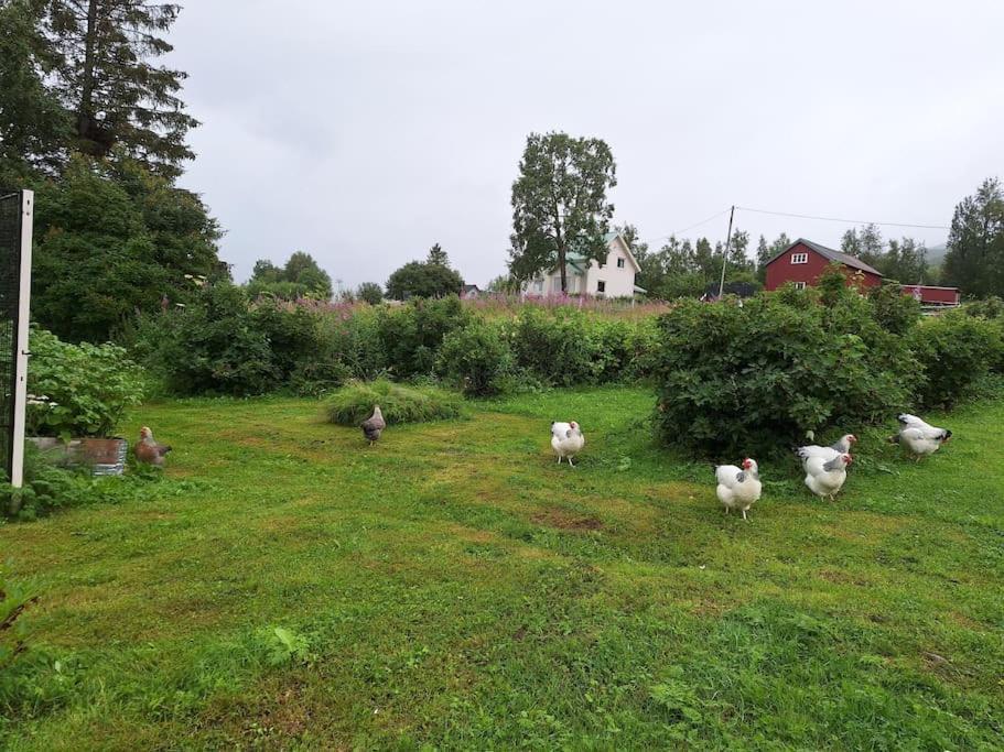 Privat Leilighet Pa Gard Med Badstue Og Nordlys 纳尔维克 外观 照片