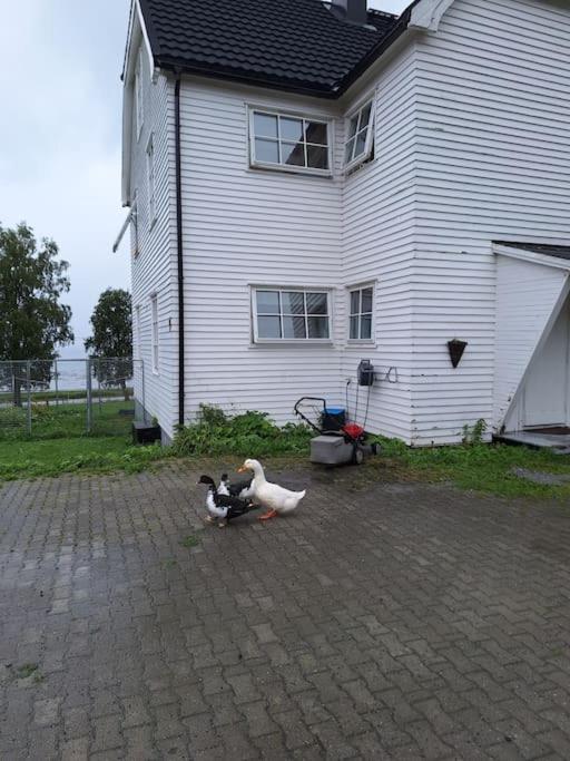 Privat Leilighet Pa Gard Med Badstue Og Nordlys 纳尔维克 外观 照片