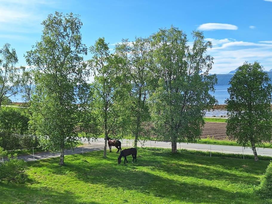 Privat Leilighet Pa Gard Med Badstue Og Nordlys 纳尔维克 外观 照片
